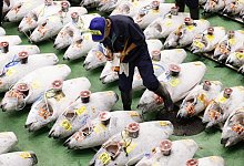 Neuer Gro&szlig;markt Toyosu in Tokio - Foto: Kyodo