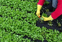 Gärtnerin erntet Postelein - Patrick Pleul/dpa/dpa-tmn