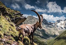 Steinbock im Pitztal - Foto: TVB Pitztal/dpa-tmn