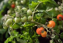 Tomaten - Andrea Warnecke/dpa-tmn