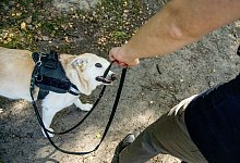 Ein Hund bei&szlig;t in die Hundeleine - Foto: Christin Klose/dpa-tmn