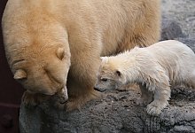 Zoo Hannover - Foto: Peter Steffen/dpa