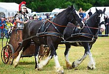 Pferdestark - Nicole Ellerbrake