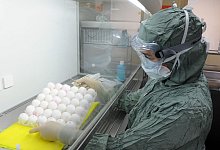 Impfstoffproduktion mit Hühnereiern - Ralf Hirschberger/dpa-Zentralbild/dpa