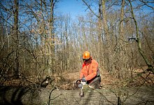 Akku-Kettensägen im Test - Foto: Klaus-Dietmar Gabbert/dpa
