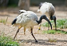 Heiliger Ibis - Foto: Daniel Karmann/dpa
