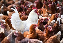 Gefl&uuml;gelhaltung - picture alliance / Felix K&auml;stle/dpa