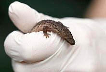 Reptiliennachwuchs im Zoo von K&ouml;ln - Thomas Banneyer/dpa