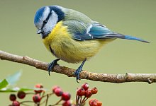 Blaumeise - Foto: Patrick Pleul/dpa-Zentralbild/dpa