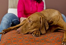 Hund vor Blitzlicht sch&uuml;tzen - Foto: Monique W&uuml;stenhagen