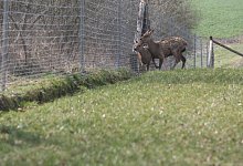Das Sikawild ist in Schwelentrup angekommen. - Scherzer