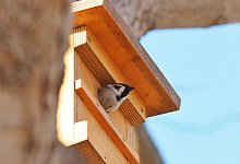 Nistkasten f&uuml;r Spatzen hoch genug aufh&auml;ngen - Foto: Soeren Stache/dpa/dpa-tmn