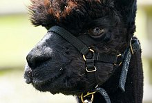 Alpaka positiv auf Rindertuberkulose getestet - Foto: Jacob King/PA Wire/dpa