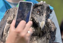Auswilderung - Foto: Peter Kneffel/dpa