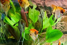 Segelflosser - Foto: Andrea Warnecke