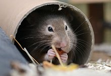 Goldhamster - Foto: Caroline Seidel/dpa-tmn