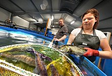 fisch8 - Andreas Fr&uuml;cht