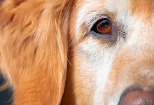 Hund - 1 - Raphael Bartling