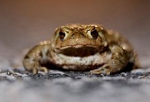 Kr&ouml;tenwanderung - Sebastian Willnow/dpa/Archivbild