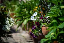 Pflanzenkübel in einem Garten - Zacharie Scheurer/dpa-tmn