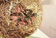 Vogelrettung - Yannick Sonntag(LZ)