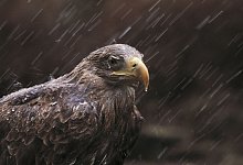 Seeadler - Foto: Ian McCarthy/Rspb/dpa
