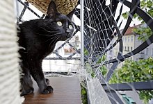 Balkonien f&uuml;r die Katze - Foto: Monique W&uuml;stenhagen/dpa-tmn