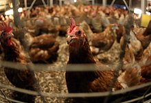 H&uuml;hner - Foto: Symbolbild: Jan Woitas/dpa