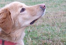 Hund findet t&ouml;dliche P&auml;ckchen - PETERSHAGEN