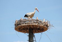 img_9622 - Archivfoto: Heidi Stork