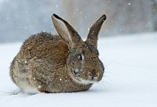 Kaninchen im Schnee - Foto: Patrick Pleul/dpa