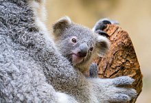 Koala-Junges im Zoo Duisburg heißt Yoorana - Mathias Appel/Zoo Duisburg/dpa