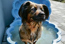 Erfrischendes Bad - Mareike Patock