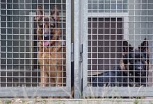 Tierheim - Christoph Schmidt/dpa