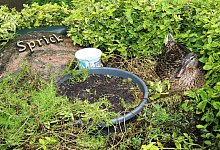 Br&uuml;tende Ente - Silke Buhrmester(LZ)