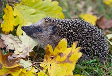 Igel im Laub - Foto: Patrick Pleul/dpa-Zentralbild