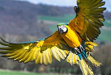 Freiflug: J&ouml;rg Richert l&auml;sst seinen Gelbbrust-Ara-Papagei &bdquo;Bomber" oft drau&szlig;en fliegen. Das stattliche, aber erst ein halbes Jahr alte Tier zeigt schon jetzt eine beeindruckende Fl&uuml;gelspannweite und hat sichtlich Spa&szlig; an den Ausfl&uuml;gen. - Raphael Bartling