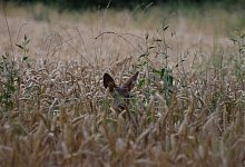 cath61-pixabay-wheat-4385340 - Symbolfoto: pixabay/cath61