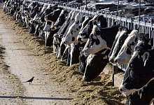 Vogelgrippe bei Milchk&uuml;hen - Rodrigo Abd/AP/dpa