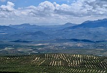 Olivenplantagen in Jaén - Daniela David/dpa-tmn