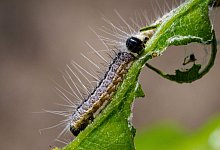 Eichenprozessionsspinner - Soeren Stache/dpa