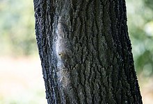 Eichenprozessionsspinner - Christoph Reichwein/dpa