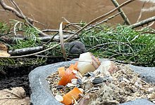 Bayerische Kurzohrmaus - Tierpark Hellabrunn/dpa