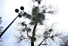 dscf8678-kopie - Ulf Hanke