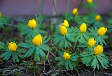 Winterlinge - Foto: Andrea Warnecke/dpa-tmn