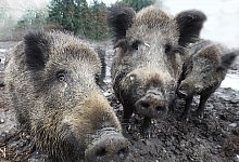 Wildschweinrotte - Vera Gerstendorf-Welle