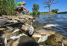 Tote Fische wohin man schaut: Natursch&uuml;tzer sprechen von einer Umweltkatastrophe. - Patrick Pleul/dpa