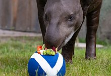 Euro 2024 - Tapir Theo tippt EM-Spiel Deutschland - Schottland - Benjamin Westhoff/dpa