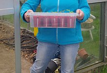 Tomatenfan Astrid H&uuml;ttemann - Astrid H&uuml;ttemann