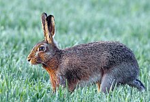 Feldhase - Foto: Patrick Pleul